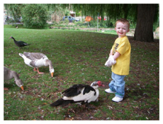 Jamie feeds ducks