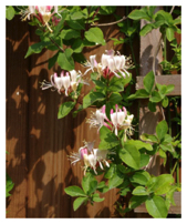 Honeysuckle