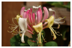 Honeysuckle