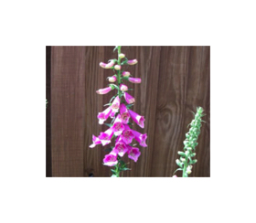 Foxglove