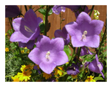 Border flowers