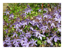 Border flowers