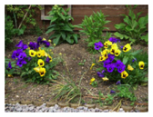 Pansies