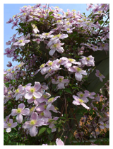 Clematis