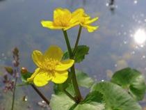 Marsh Marigold