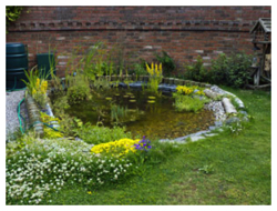 Pond