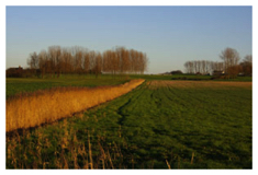 Fields