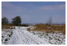 Snow 2008