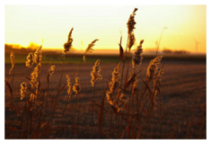Teasel
