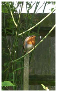 Robin at Pinner