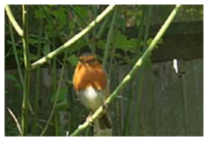 Robin at Pinner