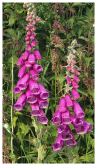 Foxglove