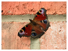 Peacock - July 2008