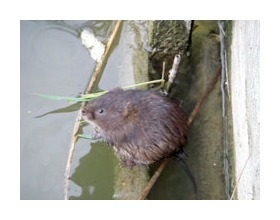 Water Vole