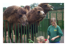Camels