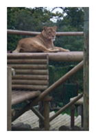 Lioness