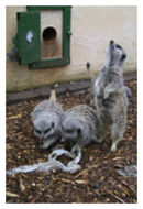Meerkats