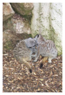 Meerkats
