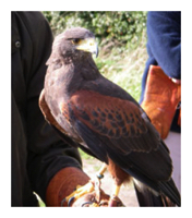 Harris Hawk