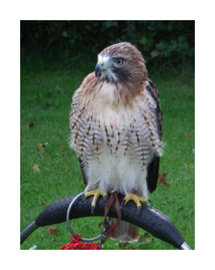 Red Tailed Buzzard