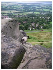 Cow & Calf rocks with sheep