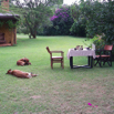 08_DogSiesta