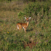 22_BabyGazelle