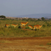 23_Gazelle
