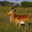 24_Gazelle