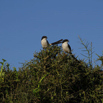 26_Birds
