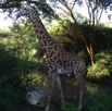 27_GiraffeWild