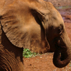 29_Elephant