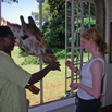 35_HelenGiraffeWindow