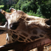 36_GiraffeClose