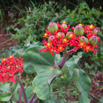 39_Flower