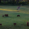 43_Warthogs