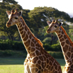 54_2Giraffe