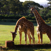 55_2Giraffe