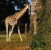 56_Giraffe