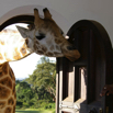 57_GiraffeDoor