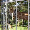 59_GiraffeWindow
