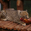 67_Cheetah