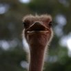 71_Ostrich