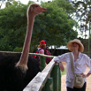 72_OstrichHelen