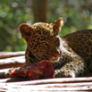 73_YoungLeopard