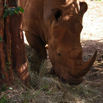 75_Rhino