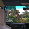 87_GiraffeInRoad