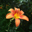 88_Flower