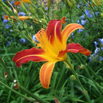 91_Flower