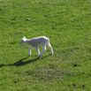 00_BabyLamb
